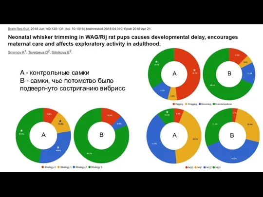 A - контрольные самки B - самки, чье потомство было подвергнуто состриганию вибрисс