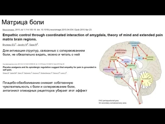 Матрица боли Для активация структур, связанных с сопереживанием боли, не обязательно видеть,