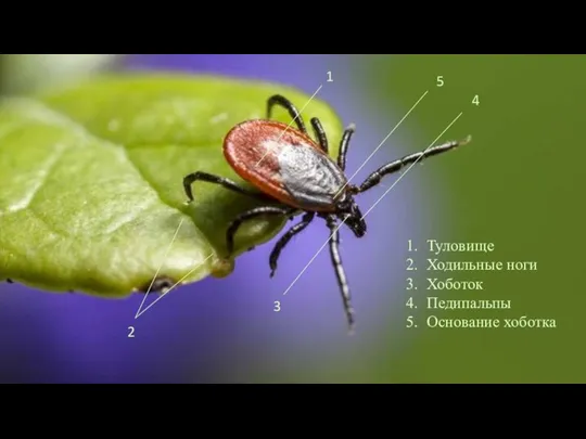 Туловище Ходильные ноги Хоботок Педипальпы Основание хоботка 1 2 3 4 5
