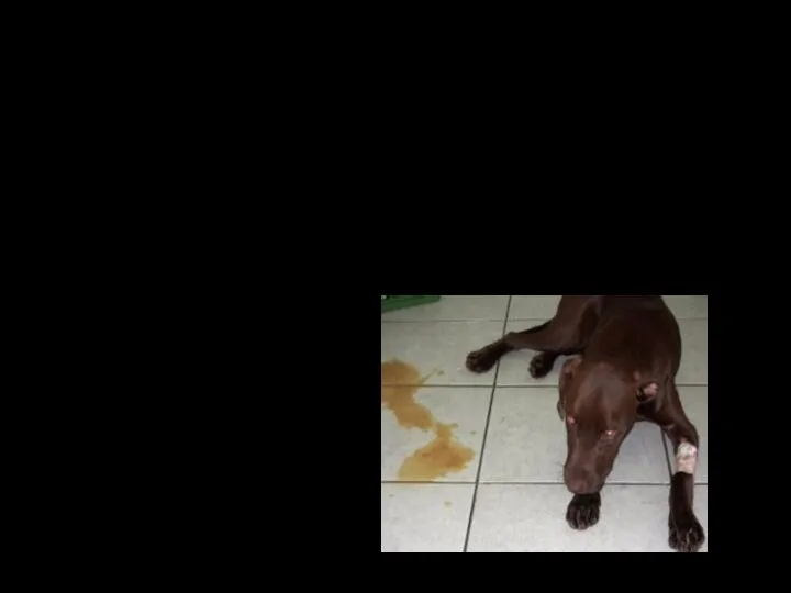 Клинический случай Анамнез Собака 4 года, полидипсия, полиурия, затем рвота, диарея с