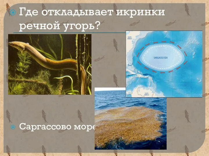 Где откладывает икринки речной угорь? Саргассово море