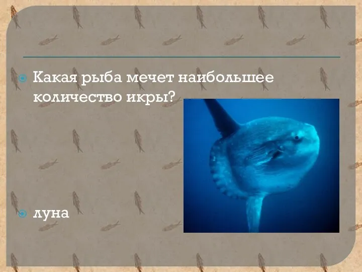 Какая рыба мечет наибольшее количество икры? луна