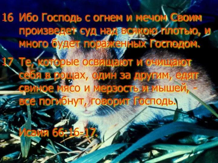 Ибо Господь с огнем и мечом Своим произведет суд над всякою плотью,