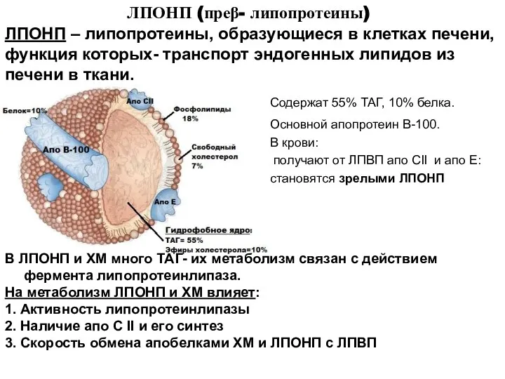 ЛПОНП (преβ- липопротеины) ЛПОНП – липопротеины, образующиеся в клетках печени, функция которых-