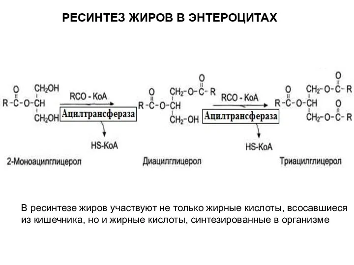 В ресинтезе жиров участвуют не только жирные кислоты, всосавшиеся из кишечника, но