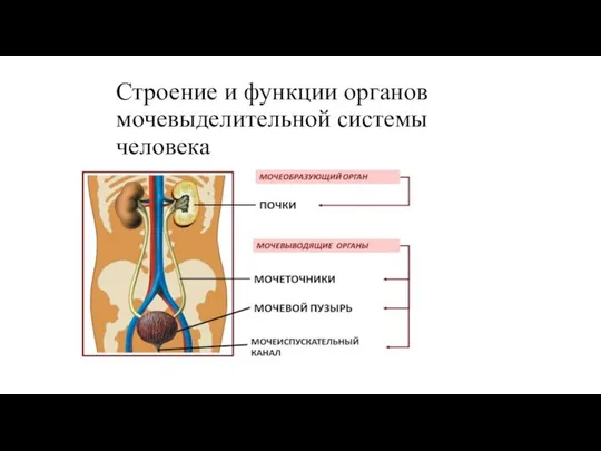 Строение и функции органов мочевыделительной системы человека