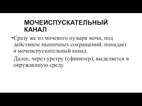 МОЧЕИСПУСКАТЕЛЬНЫЙ КАНАЛ Сразу же из мочевого пузыря моча, под действием мышечных сокращений,