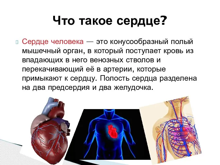 Сердце человека — это конусообразный полый мышечный орган, в который поступает кровь