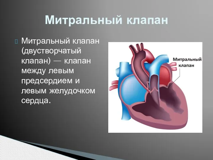 Митральный клапан (двустворчатый клапан) — клапан между левым предсердием и левым желудочком сердца. Митральный клапан