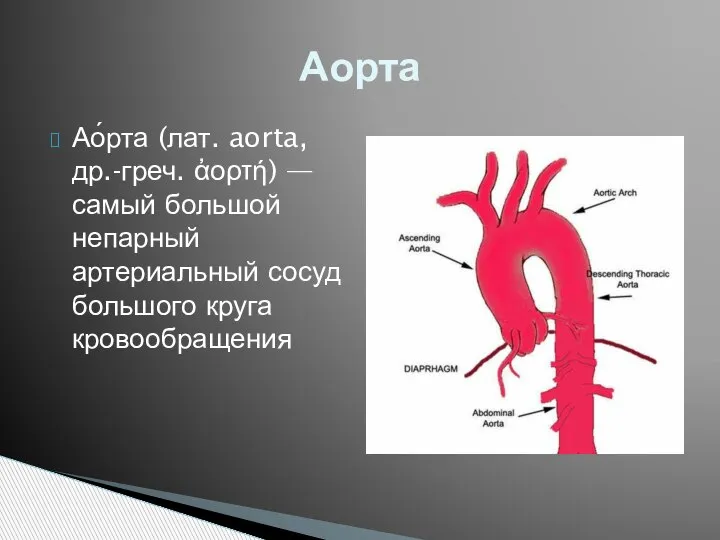 Ао́рта (лат. aorta, др.-греч. ἀορτή) — самый большой непарный артериальный сосуд большого круга кровообращения Аорта