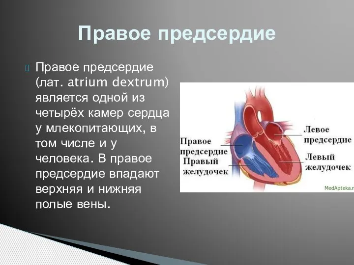 Правое предсердие (лат. atrium dextrum) является одной из четырёх камер сердца у