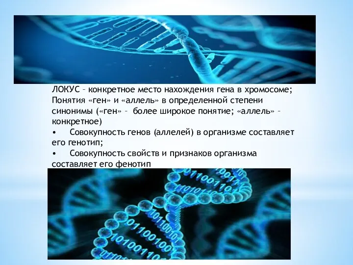 ЛОКУС – конкретное место нахождения гена в хромосоме; Понятия «ген» и «аллель»