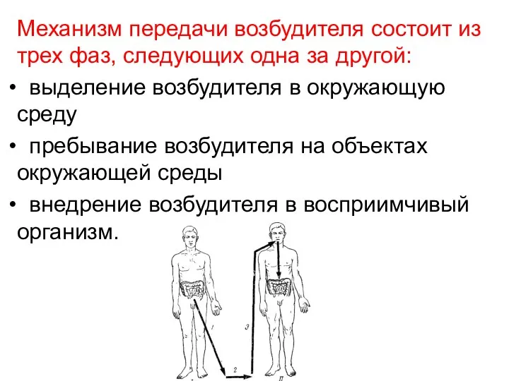 Механизм передачи возбудителя состоит из трех фаз, следующих одна за другой: выделение