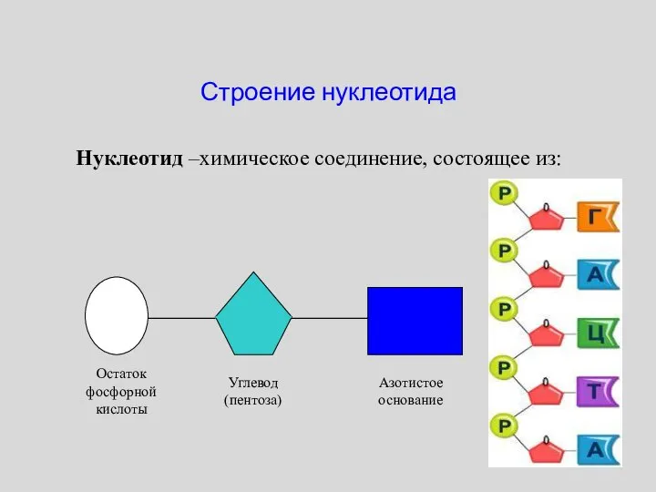 Строение нуклеотида Нуклеотид –химическое соединение, состоящее из: Остаток фосфорной кислоты Углевод (пентоза) Азотистое основание