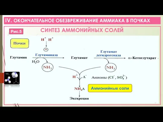 IV. ОКОНЧАТЕЛЬНОЕ ОБЕЗВРЕЖИВАНИЕ АММИАКА В ПОЧКАХ СИНТЕЗ АММОНИЙНЫХ СОЛЕЙ Рис.5 Аммонийные соли