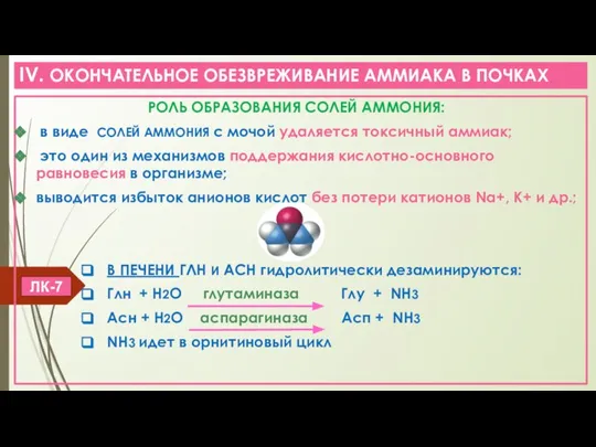 IV. ОКОНЧАТЕЛЬНОЕ ОБЕЗВРЕЖИВАНИЕ АММИАКА В ПОЧКАХ РОЛЬ ОБРАЗОВАНИЯ СОЛЕЙ АММОНИЯ: в виде