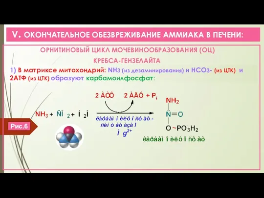 V. ОКОНЧАТЕЛЬНОЕ ОБЕЗВРЕЖИВАНИЕ АММИАКА В ПЕЧЕНИ: ОРНИТИНОВЫЙ ЦИКЛ МОЧЕВИНООБРАЗОВАНИЯ (ОЦ) КРЕБСА-ГЕНЗЕЛАЙТА 1)