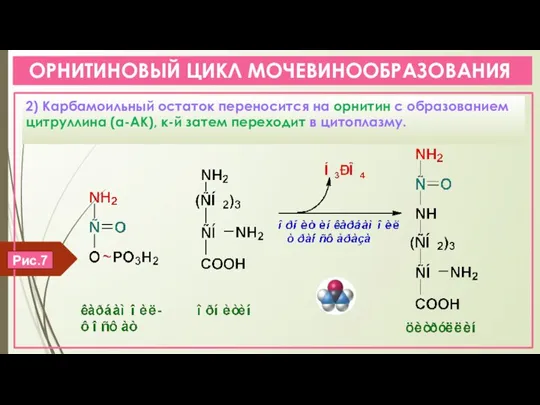 ОРНИТИНОВЫЙ ЦИКЛ МОЧЕВИНООБРАЗОВАНИЯ 2) Карбамоильный остаток переносится на орнитин с образованием цитруллина