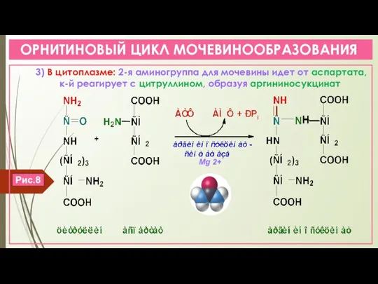 ОРНИТИНОВЫЙ ЦИКЛ МОЧЕВИНООБРАЗОВАНИЯ 3) В цитоплазме: 2-я аминогруппа для мочевины идет от