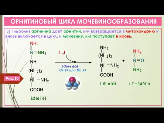 ОРНИТИНОВЫЙ ЦИКЛ МОЧЕВИНООБРАЗОВАНИЯ 5) Гидролиз аргинина дает орнитин, к-й возвращается в митохондрию