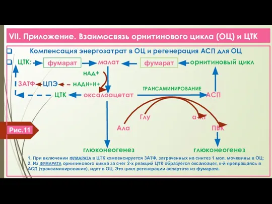 VII. Приложение. Взаимосвязь орнитинового цикла (ОЦ) и ЦТК Компенсация энергозатрат в ОЦ