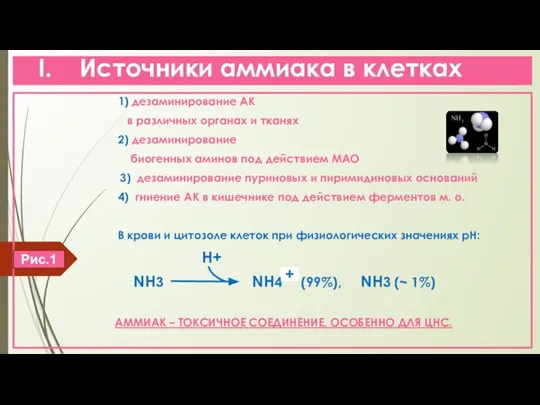 I. Источники аммиака в клетках 1) дезаминирование АК в различных органах и