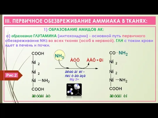 III. ПЕРВИЧНОЕ ОБЕЗВРЕЖИВАНИЕ АММИАКА В ТКАНЯХ: 1) ОБРАЗОВАНИЕ АМИДОВ АК: а) образование