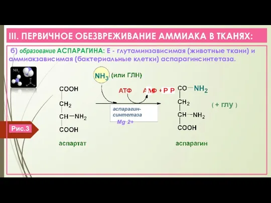 III. ПЕРВИЧНОЕ ОБЕЗВРЕЖИВАНИЕ АММИАКА В ТКАНЯХ: б) образование АСПАРАГИНА: Е - глутаминзависимая