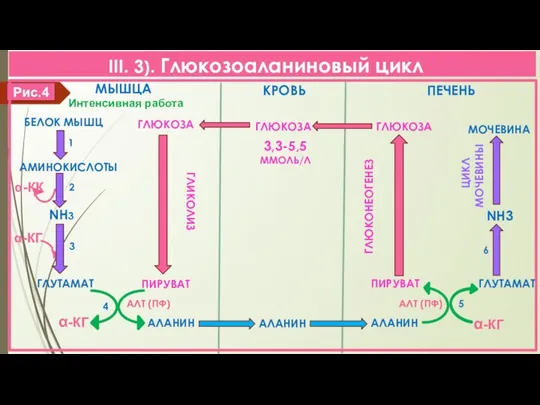 III. 3). Глюкозоаланиновый цикл α-КГ α-КК Интенсивная работа 1 Рис.4 КРОВЬ МЫШЦА