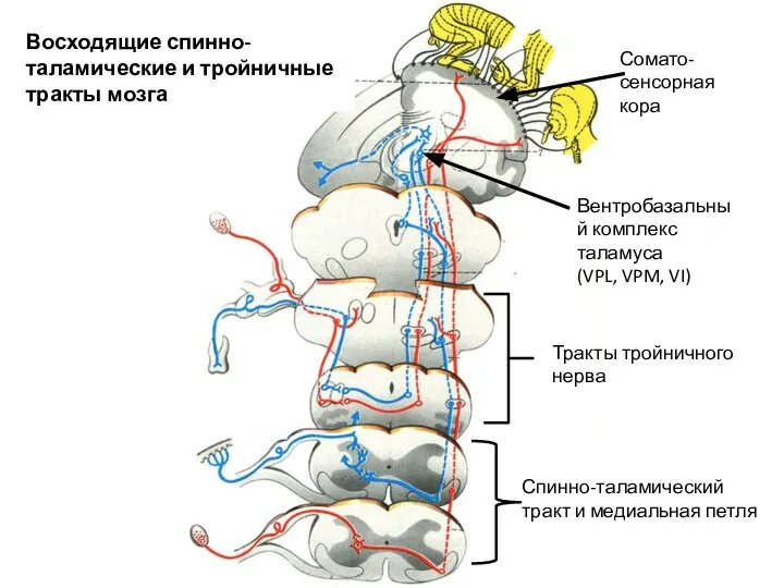 Спинно-таламический тракт и медиальная петля Тракты тройничного нерва Вентробазальный комплекс таламуса (VPL,