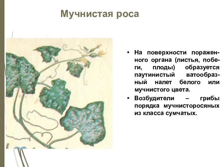 Мучнистая роса На поверхности поражен-ного органа (листья, побе-ги, плоды) образуется паутинистый ватообраз-ный