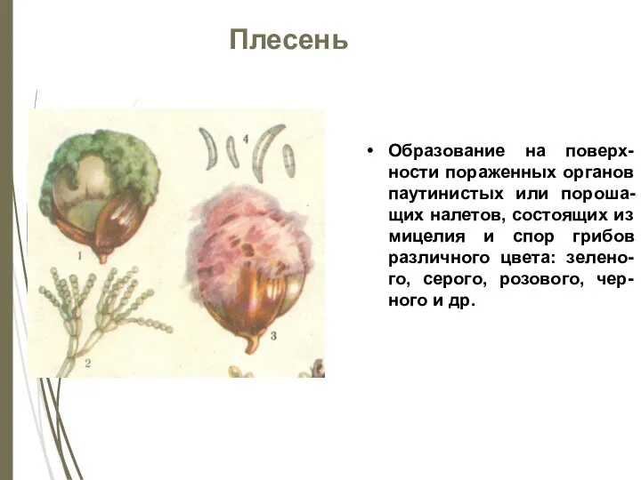 Плесень Образование на поверх-ности пораженных органов паутинистых или пороша-щих налетов, состоящих из