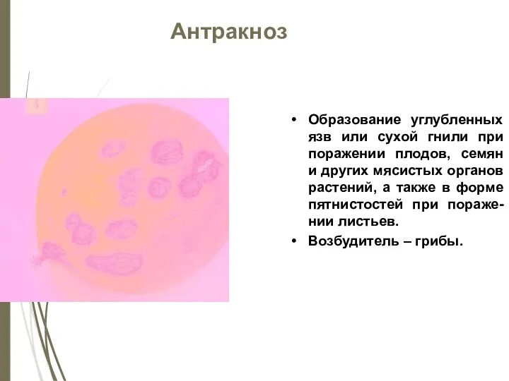 Антракноз Образование углубленных язв или сухой гнили при поражении плодов, семян и