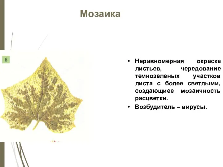 Мозаика Неравномерная окраска листьев, чередование темнозеленых участков листа с более светлыми, создающиее