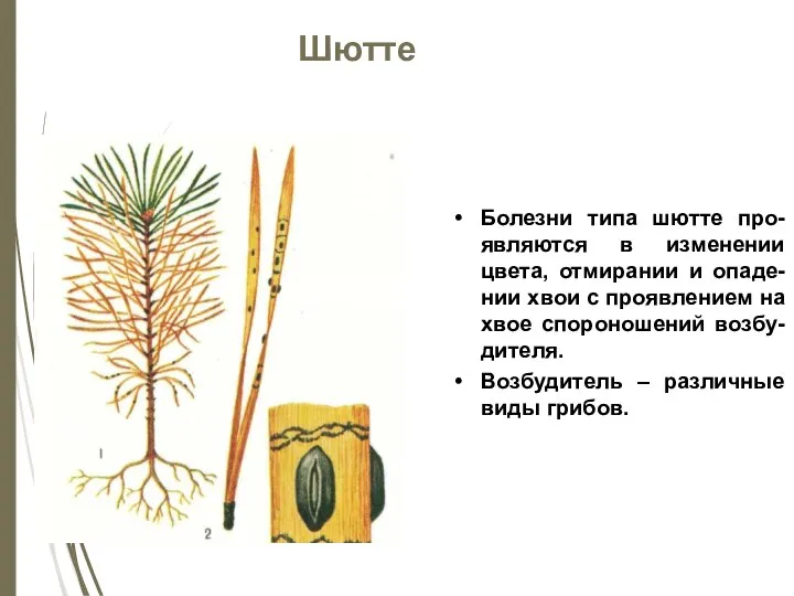 Шютте Болезни типа шютте про-являются в изменении цвета, отмирании и опаде-нии хвои