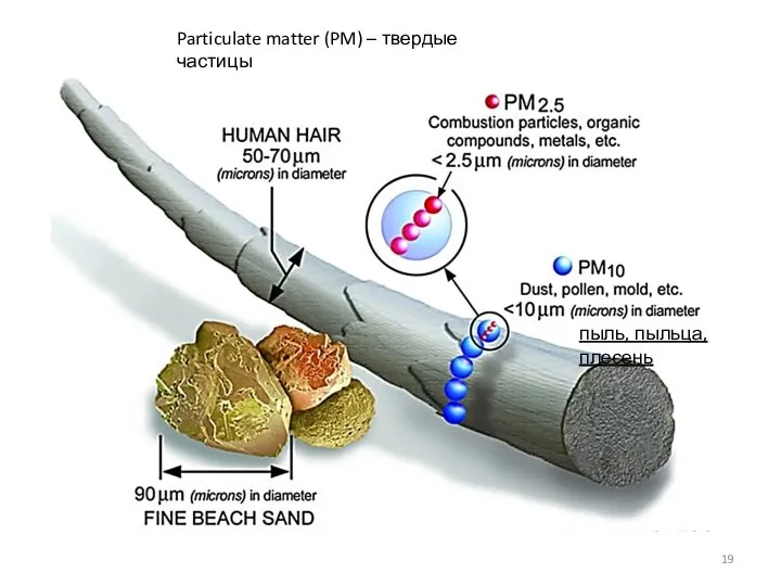 Particulate matter (PM) – твердые частицы пыль, пыльца, плесень