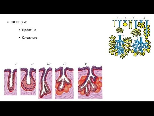 ЖЕЛЕЗЫ: Простые Сложные