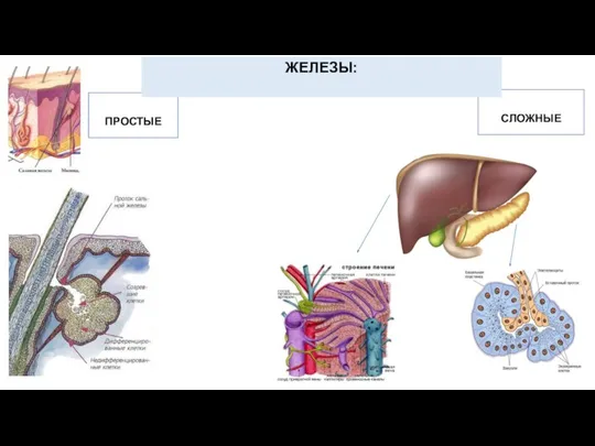СЛОЖНЫЕ ПРОСТЫЕ ЖЕЛЕЗЫ:
