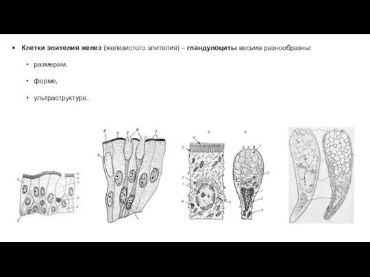 Клетки эпителия желез (железистого эпителия) – гландулоциты весьма разнообразны: размерам, форме, ультраструктуре.