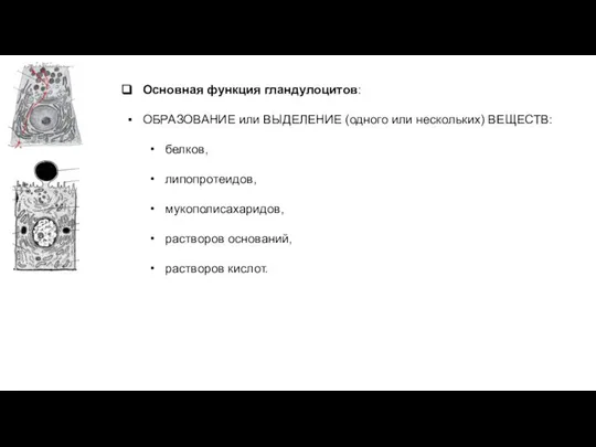 Основная функция гландулоцитов: ОБРАЗОВАНИЕ или ВЫДЕЛЕНИЕ (одного или нескольких) ВЕЩЕСТВ: белков, липопротеидов,