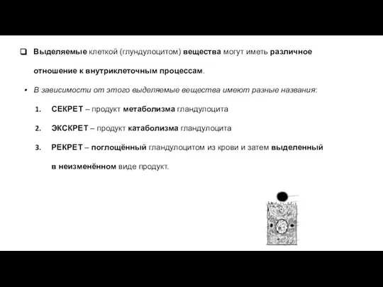 Выделяемые клеткой (глундулоцитом) вещества могут иметь различное отношение к внутриклеточным процессам. В