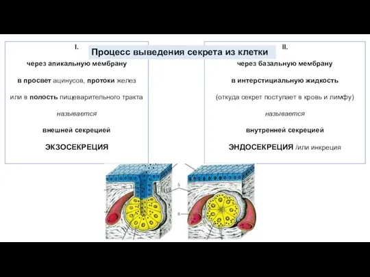 II. через базальную мембрану в интерстициальную жидкость (откуда секрет поступает в кровь