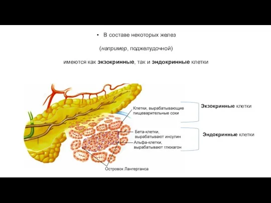 В составе некоторых желез (например, поджелудочной) имеются как экзокринные, так и эндокринные