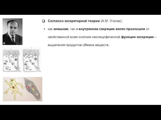 Согласно экскреторной теории (А.М. Уголев): как внешняя, так и внутренняя секреции желез