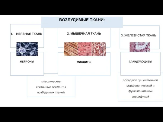 обладают существенной морфологической и функциональной спецификой классические клеточные элементы возбудимых тканей МИОЦИТЫ