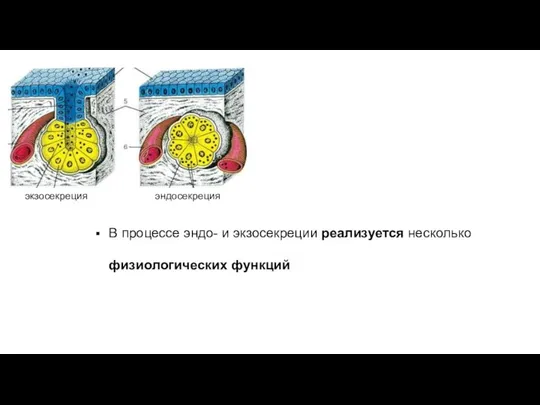 В процессе эндо- и экзосекреции реализуется несколько физиологических функций экзосекреция эндосекреция