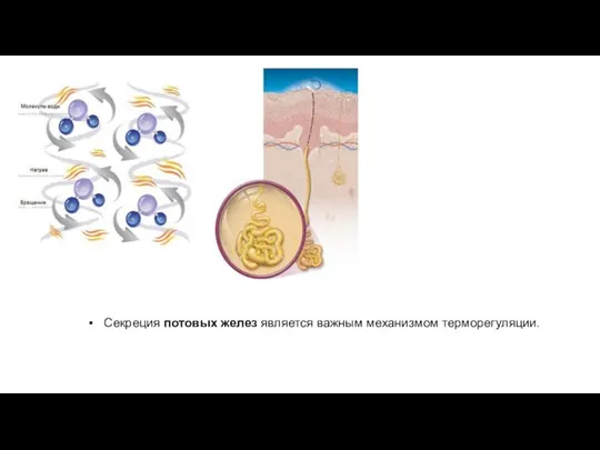 Секреция потовых желез является важным механизмом терморегуляции.