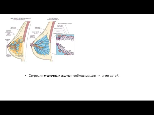 Секреция молочных желез необходима для питания детей.