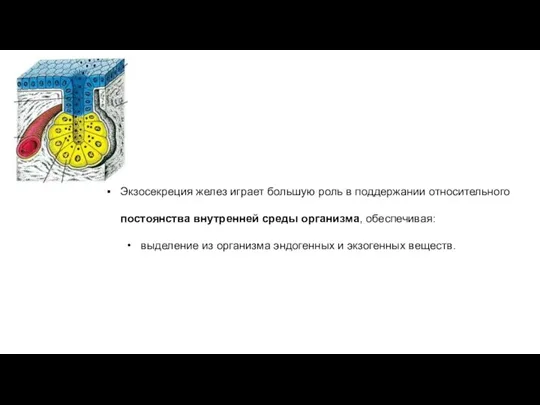 Экзосекреция желез играет большую роль в поддержании относительного постоянства внутренней среды организма,