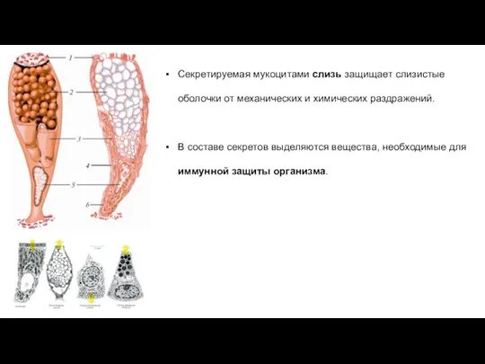 Секретируемая мукоцитами слизь защищает слизистые оболочки от механических и химических раздражений. В